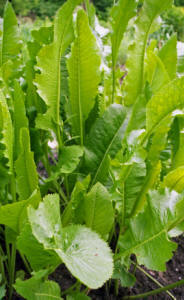 Horseradish plant showing the leaves.
